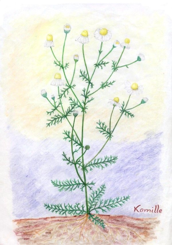 Chamomile