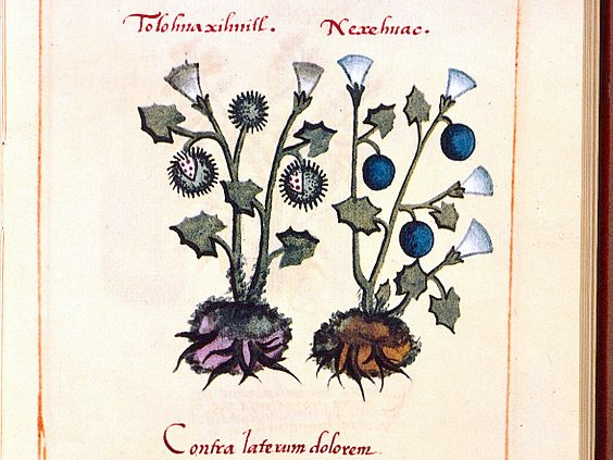 Badianus Codex, (facsimile), 16th century: species of Datura. https://commons.wikimedia.org/wiki/File:Badianus_Codex,_%28facsimile%29,_16th_century;_species_of_Datura_Wellcome_L0021252.jpg#file